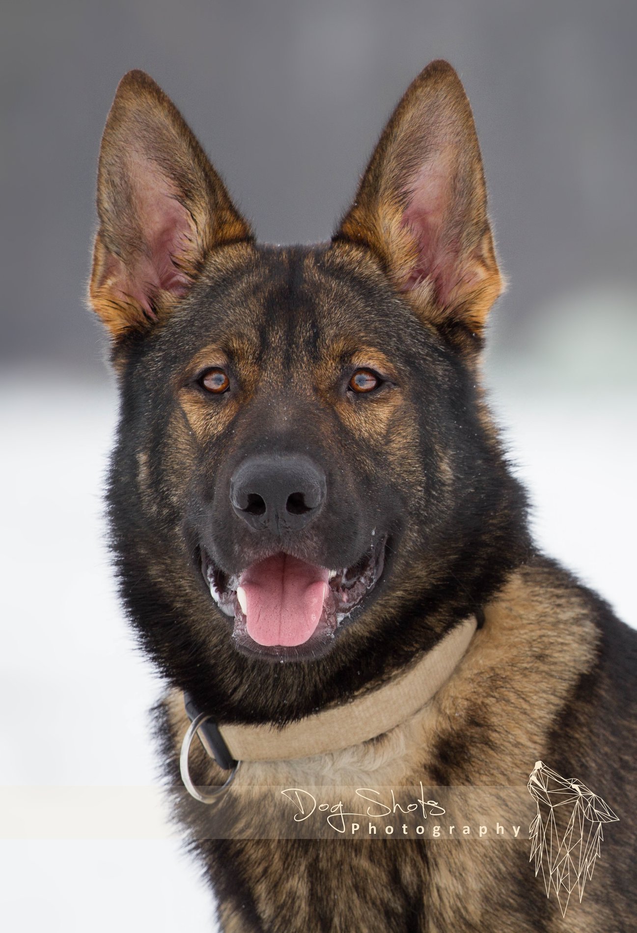 Julia_reich_hund Julia_reich_hund