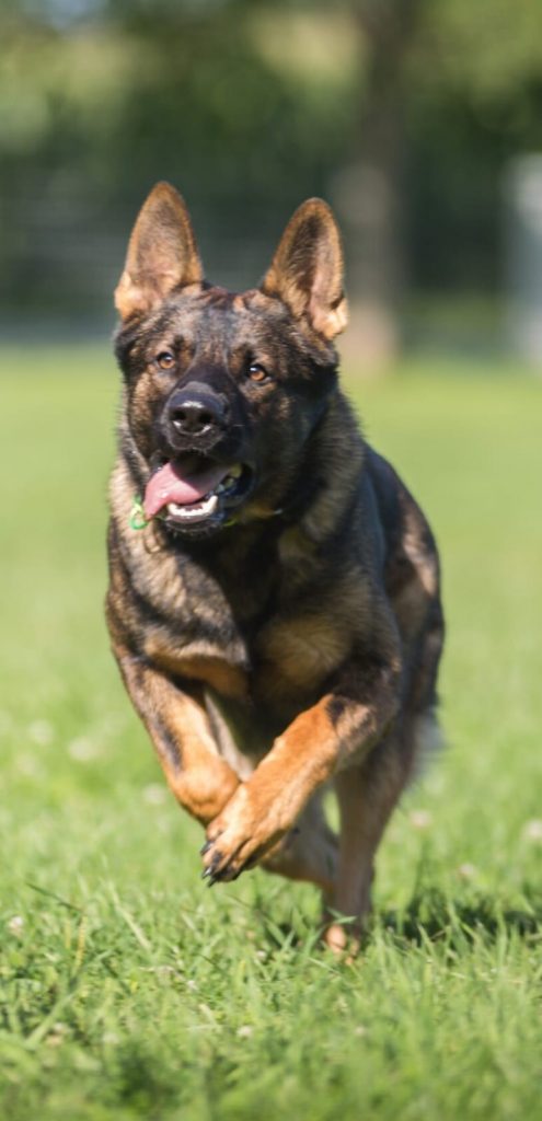 nadine sellner_hund nadine sellner_hund
